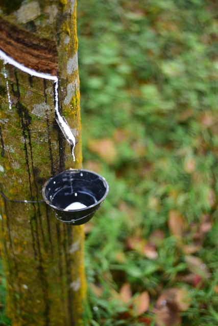 Sap Collecting from Latex Tree